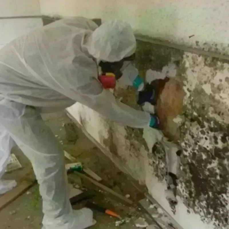 Mold Remediation and Removal in Potomac Heights, MD